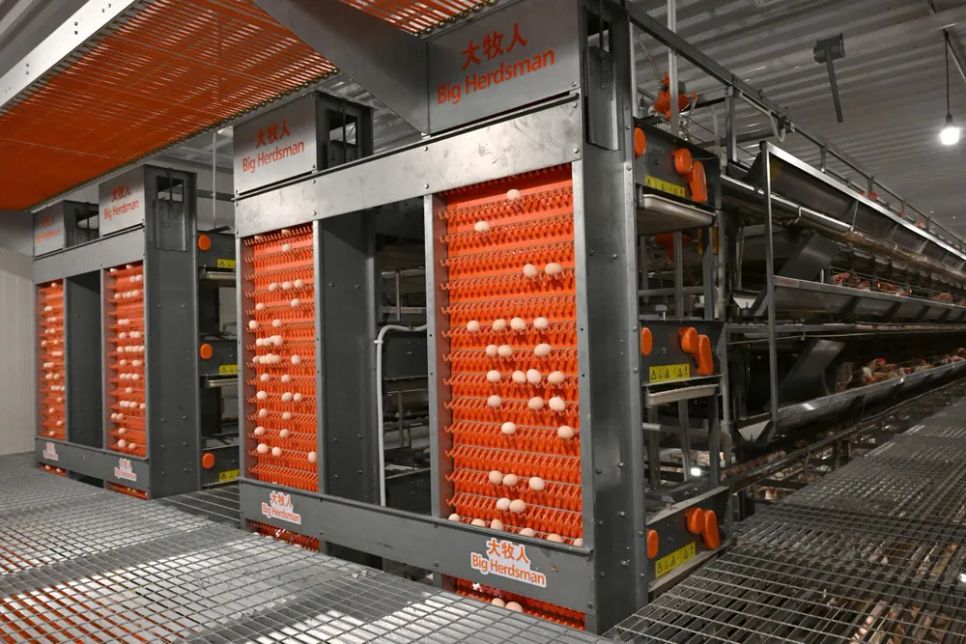 Dây chuyền sản xuất trứng sạch tại Công ty Cổ phần Mebifarm. Ảnh: MINH XUÂN