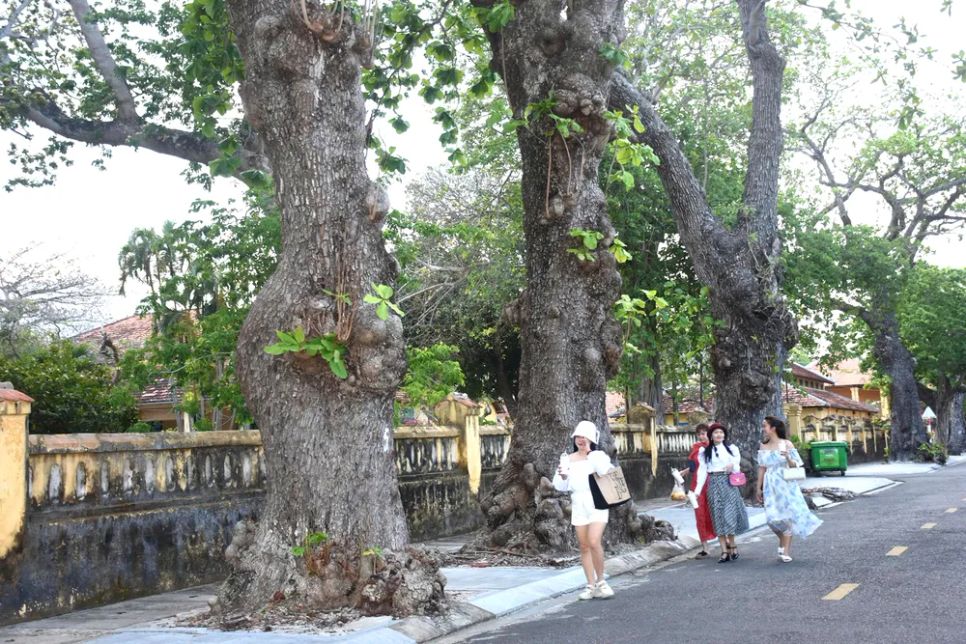 Du khách dạo bộ dưới những cây bàng di sản trên đường Lê Duẩn, Đặc khu Côn Đảo Du khách dạo bộ dưới những cây bàng di sản trên đường Lê Duẩn, Đặc khu Côn Đảo