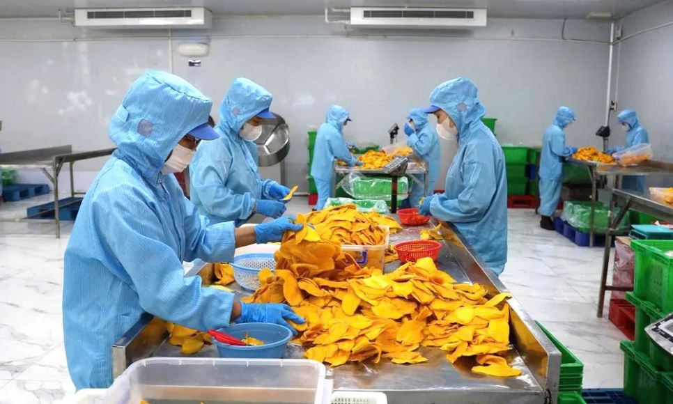 Công nhân sản xuất xoài sấy dẻo tại Công ty TNHH TM Chế biến nông sản thực phẩm Tuấn Đạt