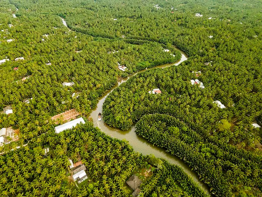 Vùng nguyên liệu dừa rộng lớn là điều kiện thuận lợi để phát triển ngành than. Ảnh: TRUNG HIẾU