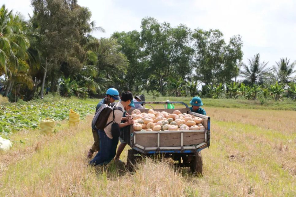 Cà Mau: Bí đỏ... bí đầu ra, địa phương kêu gọi giải cứu