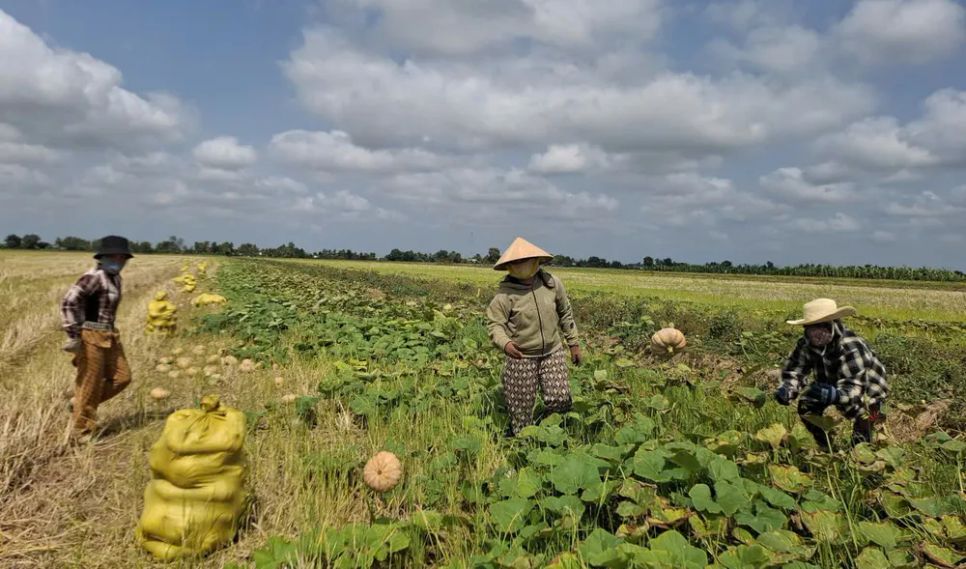 Giá bí đỏ đang xuống thấp và tồn động nhiều trong dân.