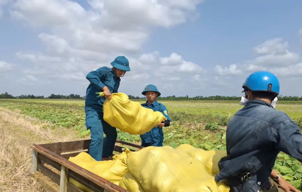 Lực lượng xã đội Khánh Bình hỗ trợ người dân thu hoạch và tiêu thụ bí đỏ