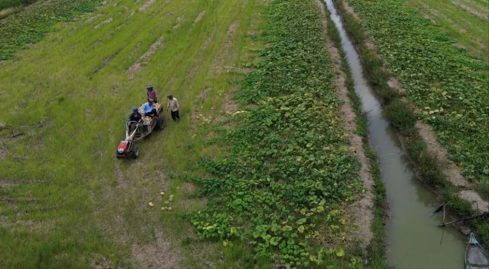 Nông dân xã Khánh Bình thu hoạch bí đỏ