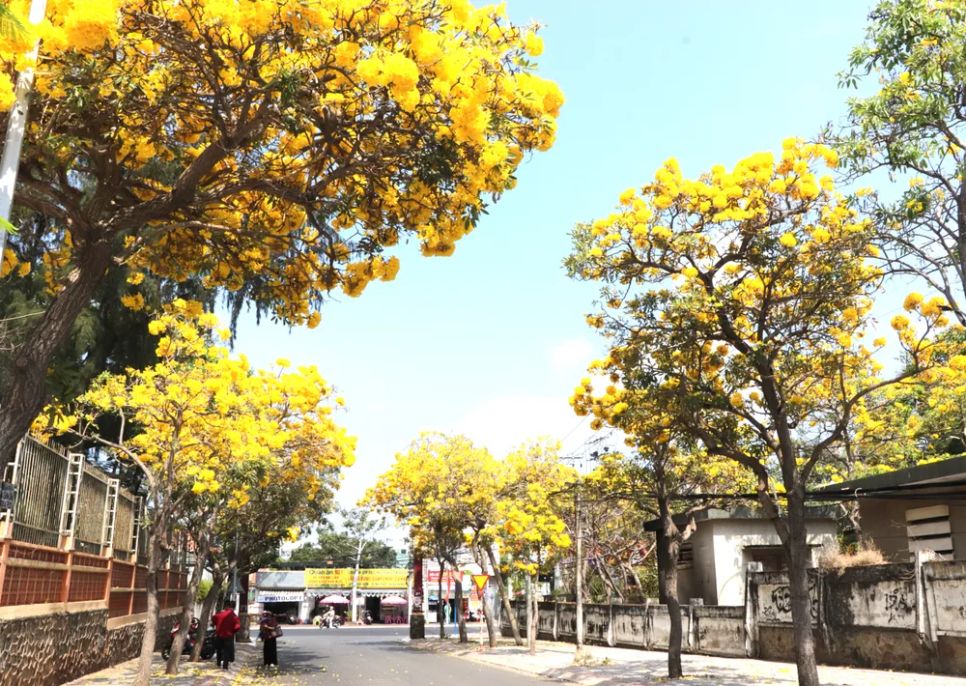 Đường Trần Quý Cáp (phường Vũng Tàu, TPHCM) rực rỡ hoa chuông vàng. Ảnh: QUANG VŨ