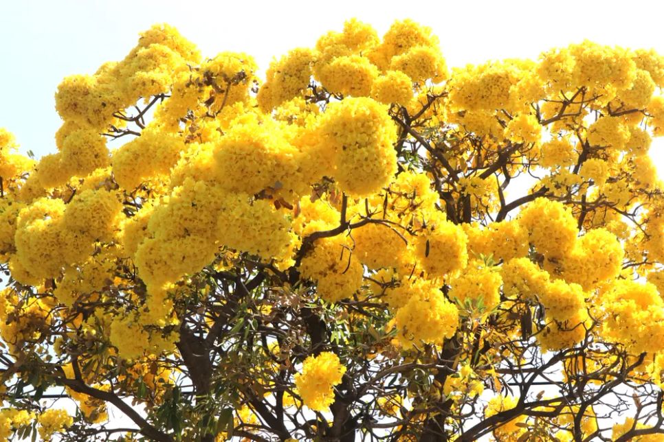 Khi nở rộ, cây thường rụng hết lá, chỉ còn lại những chùm hoa màu vàng tươi hình như chiếc chuông úp ngược, nhỏ xinh.