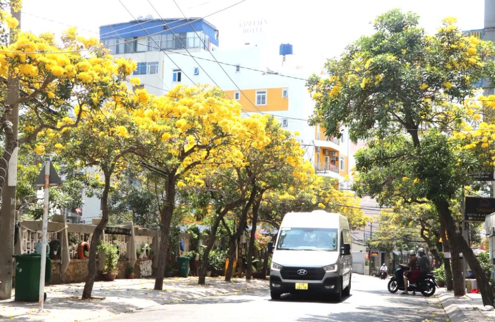 Ở Vũng Tàu, từ giữa tháng 3 khi mưa đã dứt, nắng nhiều hơn cũng là mùa chuông vàng rực rỡ nhất, đẹp nhất trong năm