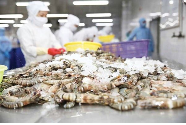 Xuất khẩu tôm sang Mỹ giảm mạnh dưới áp lực thuế mới. Ảnh minh họa