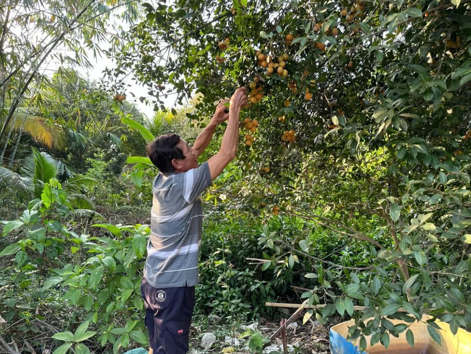 <i>Nông dân Vĩnh Long thu hoạch đặc sản thanh trà. Ảnh: Bùi Nguyên</i>