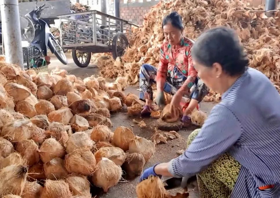Nông dân Đồng Tháp hiện đang tận dụng triệt để vỏ dừa để cung cấp cho các xưởng chế biến