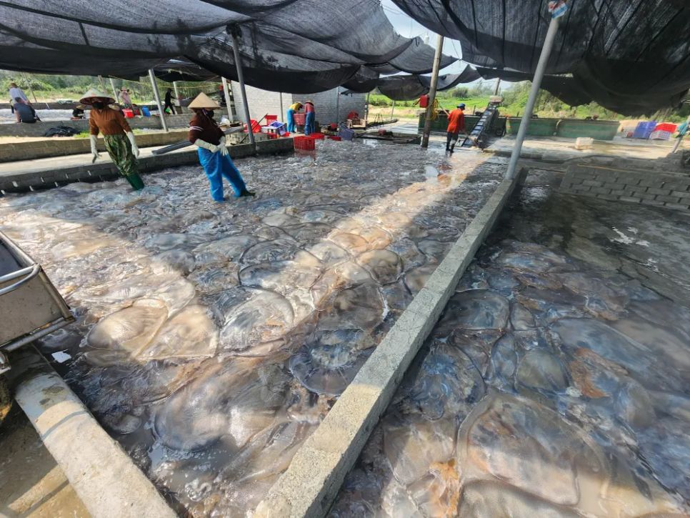 Các cơ sở thu mua sứa biển luôn hoạt động hết công suất