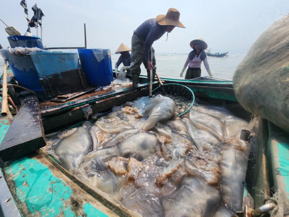 Khoang tàu chất đầy sứa biển