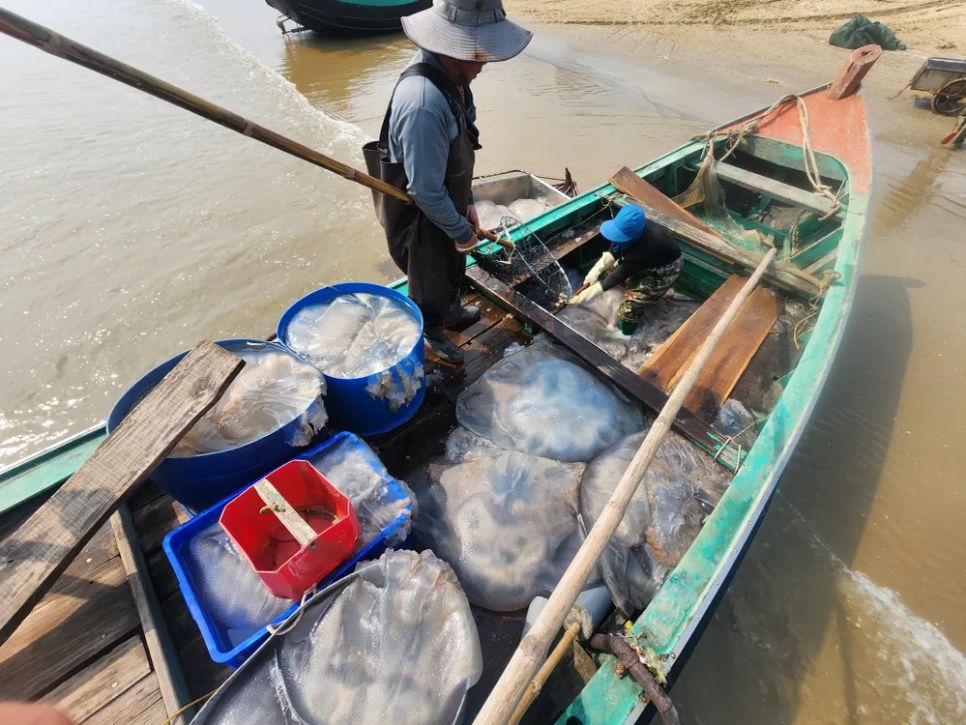 Ngư dân Hà Tĩnh trúng đậm sứa biển 