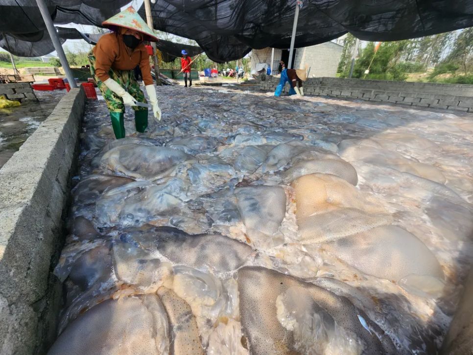 Ngư dân Hà Tĩnh trúng đậm sứa biển 