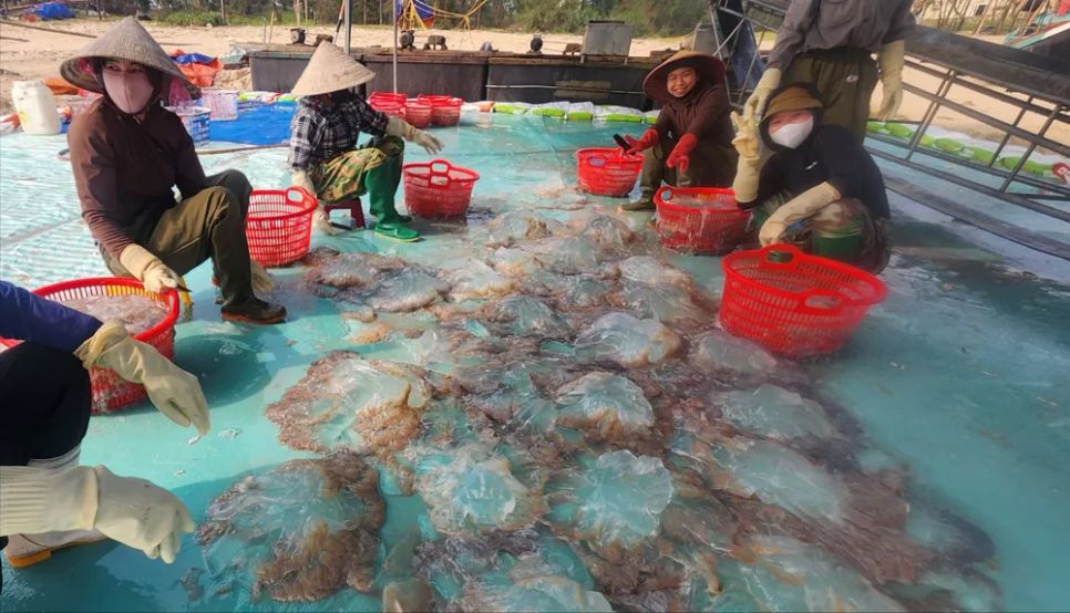 Ngư dân Hà Tĩnh trúng đậm sứa biển 