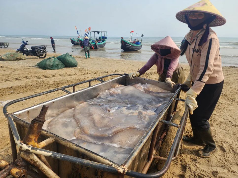 Ngư dân Hà Tĩnh trúng đậm sứa biển 