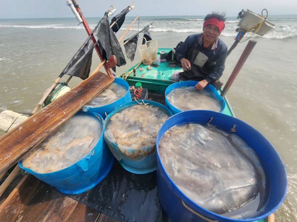 Ngư dân Hà Tĩnh trúng đậm sứa biển 