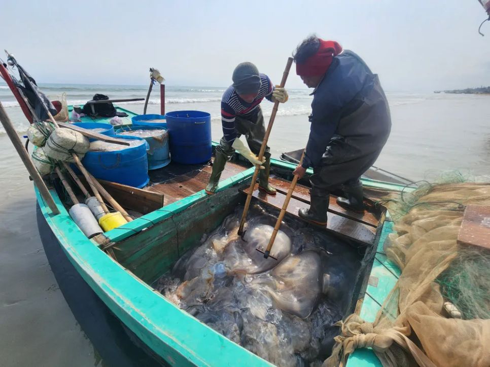 Ngư dân Hà Tĩnh trúng đậm sứa biển 