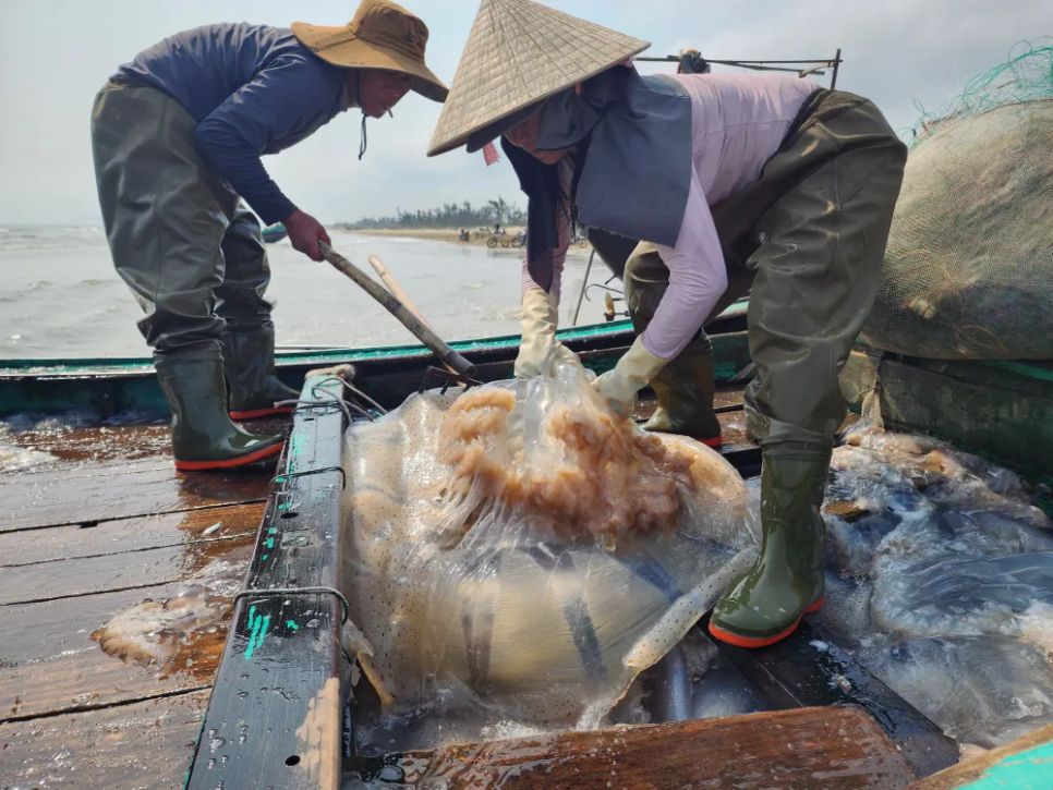 Ngư dân Hà Tĩnh trúng đậm sứa biển 