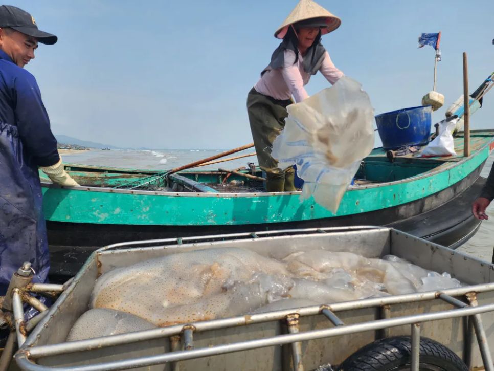 Ngư dân Hà Tĩnh trúng đậm sứa biển 