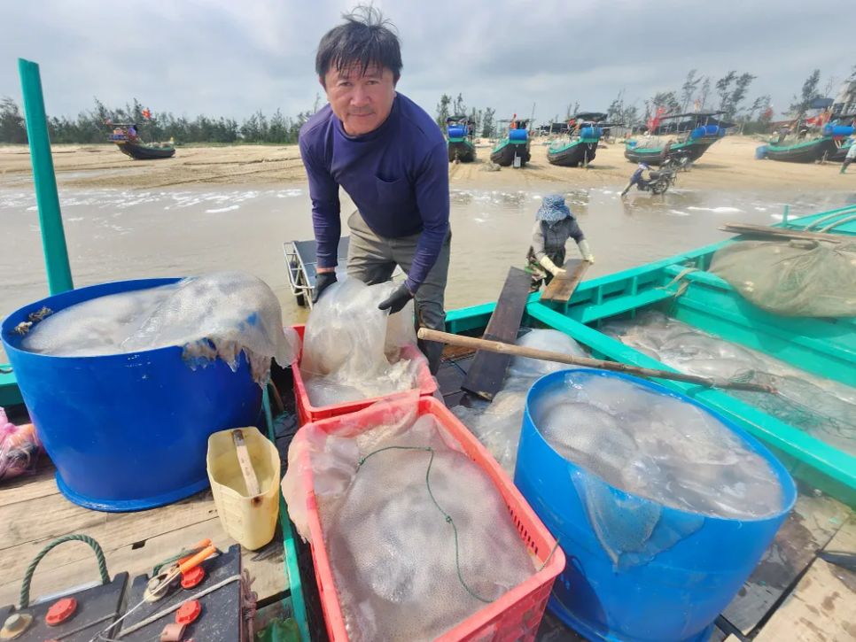 Ngư dân Hà Tĩnh trúng đậm sứa biển 