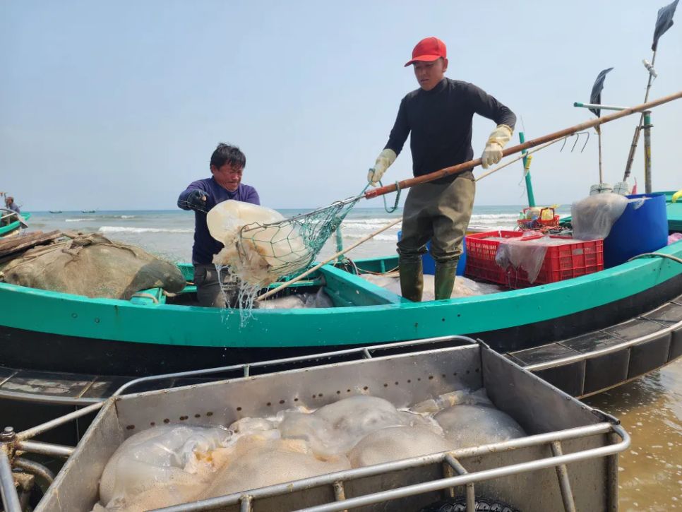 Ngư dân Hà Tĩnh trúng đậm sứa biển 