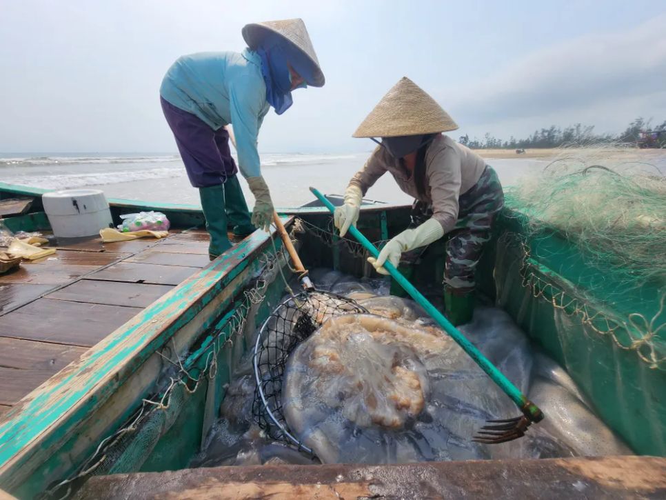Ngư dân Hà Tĩnh trúng đậm sứa biển 