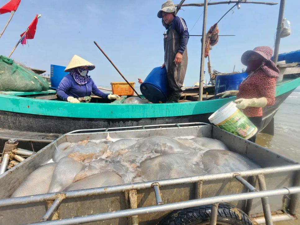 Ngư dân Hà Tĩnh trúng đậm sứa biển 