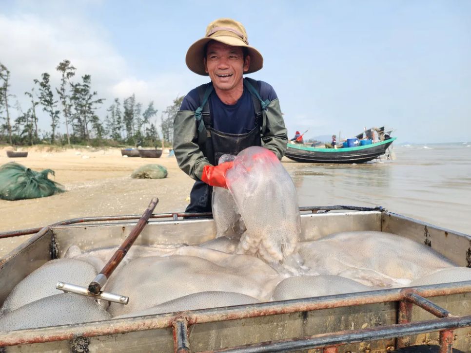 Ngư dân Hà Tĩnh trúng đậm sứa biển 