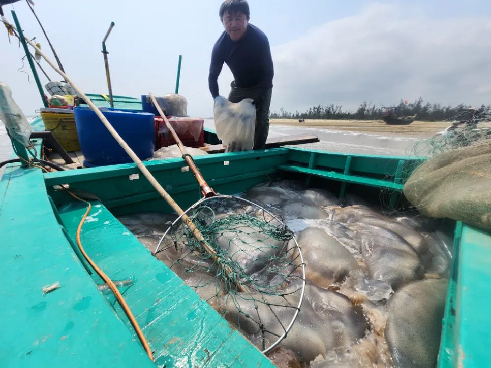 Ngư dân Hà Tĩnh trúng đậm sứa biển 