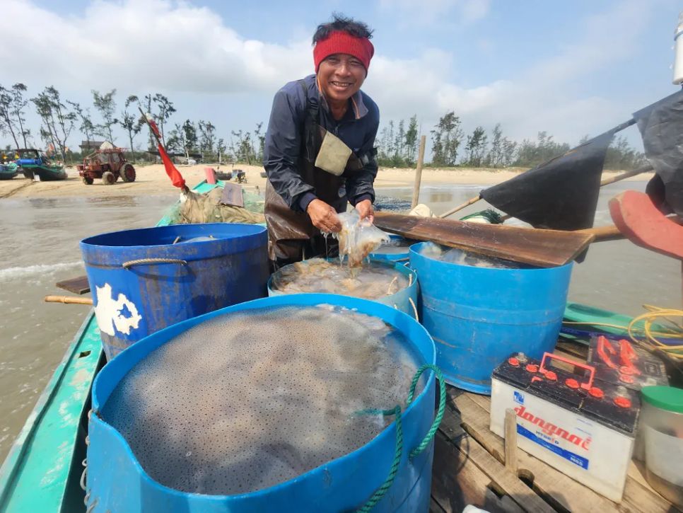 Ngư dân phấn khởi khi trúng đậm sứa biển