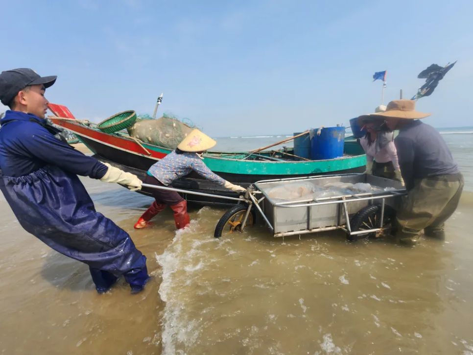 Sứa được chất lên xe kéo thủ công để đưa đến cơ sở thu mua