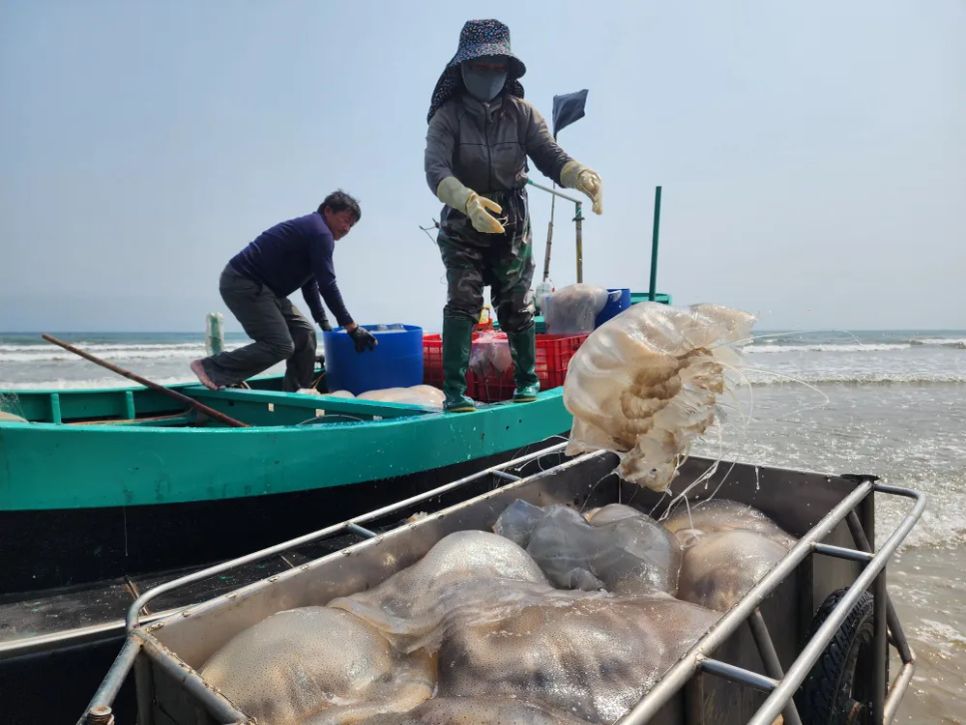Tàu chở đầy ắp sứa biển