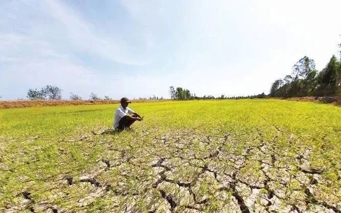 Xâm nhập mặn miền Tây tăng cao đến hết tháng 3 Xâm nhập mặn miền Tây tăng cao đến hết tháng 3