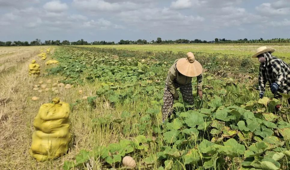 Bí đỏ của bà con nông dân xã Khánh Bình và Đá Bạc đã được Bí đỏ của bà con nông dân xã Khánh Bình và Đá Bạc đã được