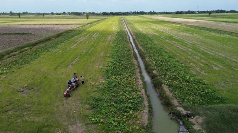 Nông dân xã Khánh Bình (tỉnh Cà Mau) thu hoạch bí đỏ Nông dân xã Khánh Bình (tỉnh Cà Mau) thu hoạch bí đỏ