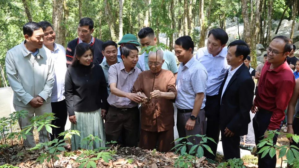 Dược sĩ Đào Kim Long kiểm tra cây sâm Ngọc Linh tại vị trí từng tìm thấy cây sâm Ngọc Linh