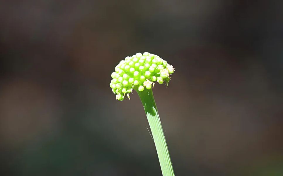 Bên cạnh ra lá, sâm cũng sẽ bắt đầu ra bông. Ảnh: HỮU PHÚC Bên cạnh ra lá, sâm cũng sẽ bắt đầu ra bông. Ảnh: HỮU PHÚC