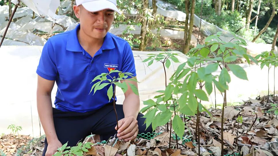 Các cây sâm sẽ được làm màn che để tránh cành cây ngã đổ. Ảnh: HỮU PHÚC Các cây sâm sẽ được làm màn che để tránh cành cây ngã đổ. Ảnh: HỮU PHÚC