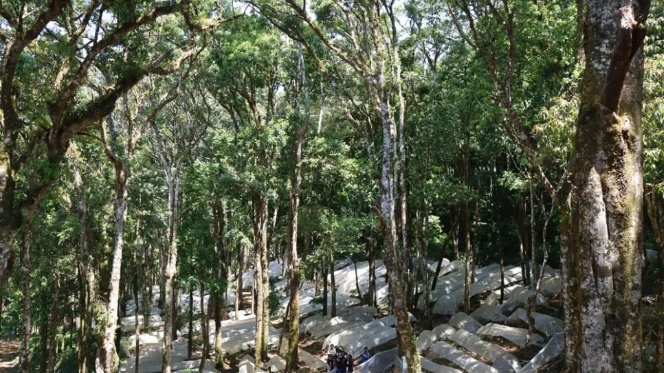 Các luống sâm được trồng dưới rừng già. Ảnh: HỮU PHÚC Các luống sâm được trồng dưới rừng già. Ảnh: HỮU PHÚC