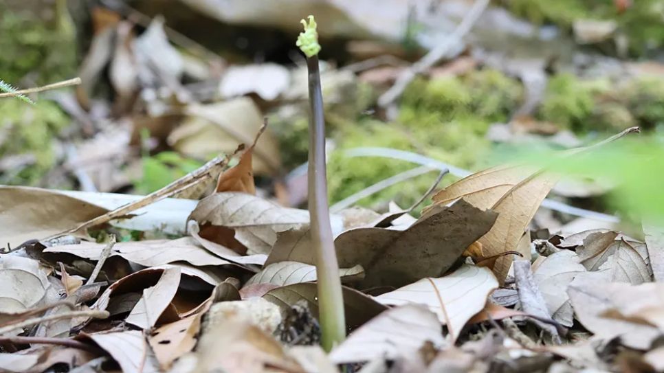 Cây sâm Ngọc Linh lên cuống và đang hình thành lá. Ảnh: HỮU PHÚC Cây sâm Ngọc Linh lên cuống và đang hình thành lá. Ảnh: HỮU PHÚC