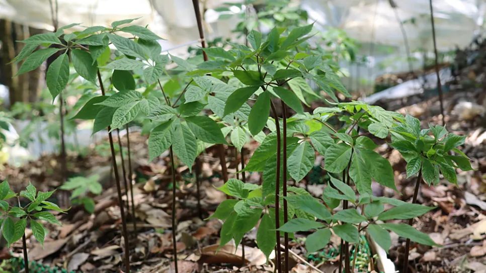 Cây sâm sinh trưởng mạnh. Ảnh: HỮU PHÚC Cây sâm sinh trưởng mạnh. Ảnh: HỮU PHÚC