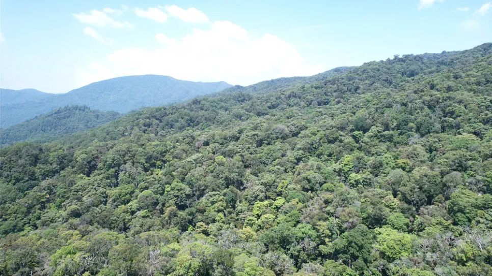 Đỉnh Ngọc Linh, nơi đồng bào Xơ Đăng xã Măng Ri trồng sâm. Ảnh: HỮU PHÚC Đỉnh Ngọc Linh, nơi đồng bào Xơ Đăng xã Măng Ri trồng sâm. Ảnh: HỮU PHÚC