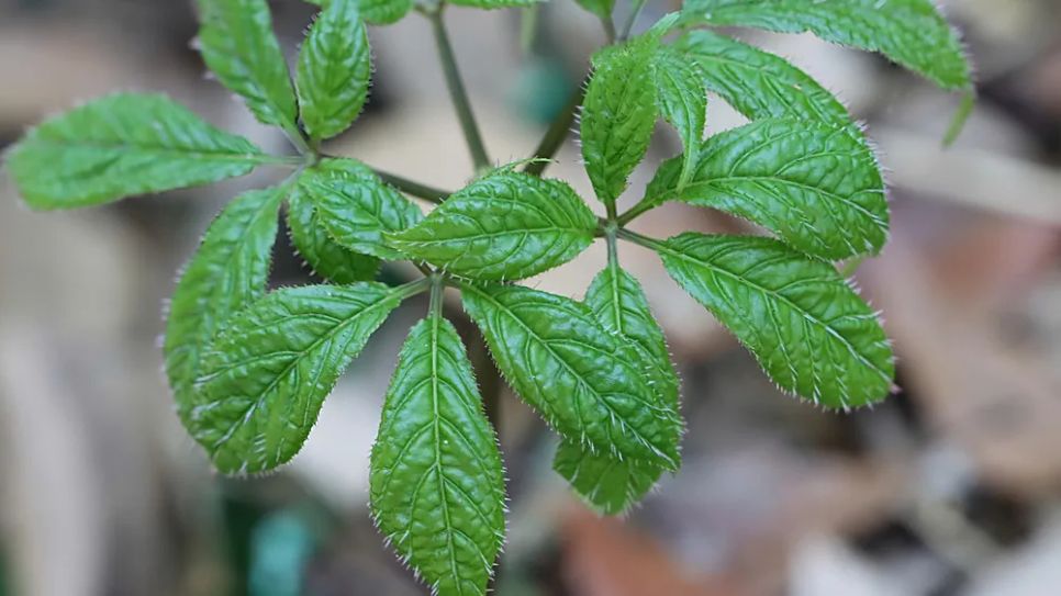 Lá non được bao phủ bởi lớp lông. Ảnh: HỮU PHÚC Lá non được bao phủ bởi lớp lông. Ảnh: HỮU PHÚC