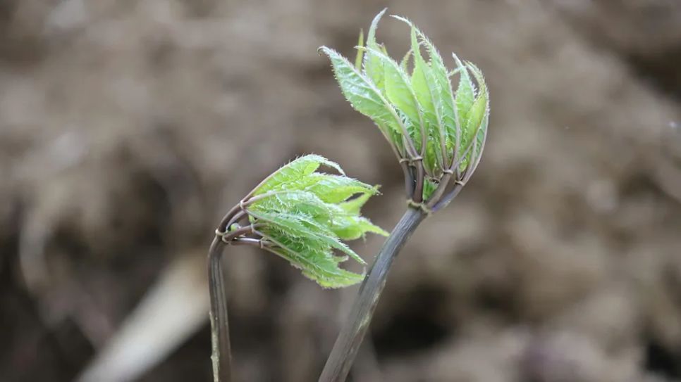 Lá sâm đang dần mọc ra từ cuống sâm. Ảnh: HỮU PHÚC Lá sâm đang dần mọc ra từ cuống sâm. Ảnh: HỮU PHÚC