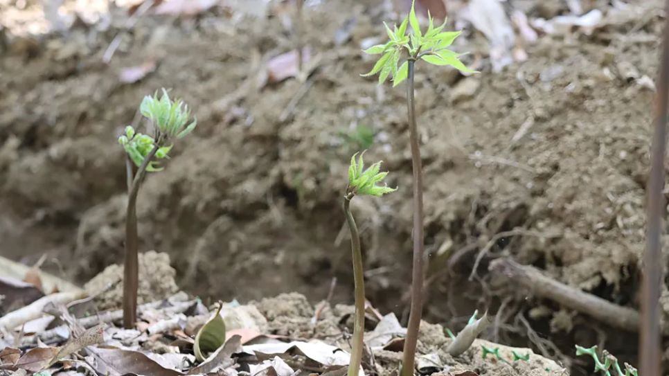 Một luống sâm với nhiều cây sâm vừa lên lá non. Ảnh: HỮU PHÚC Một luống sâm với nhiều cây sâm vừa lên lá non. Ảnh: HỮU PHÚC