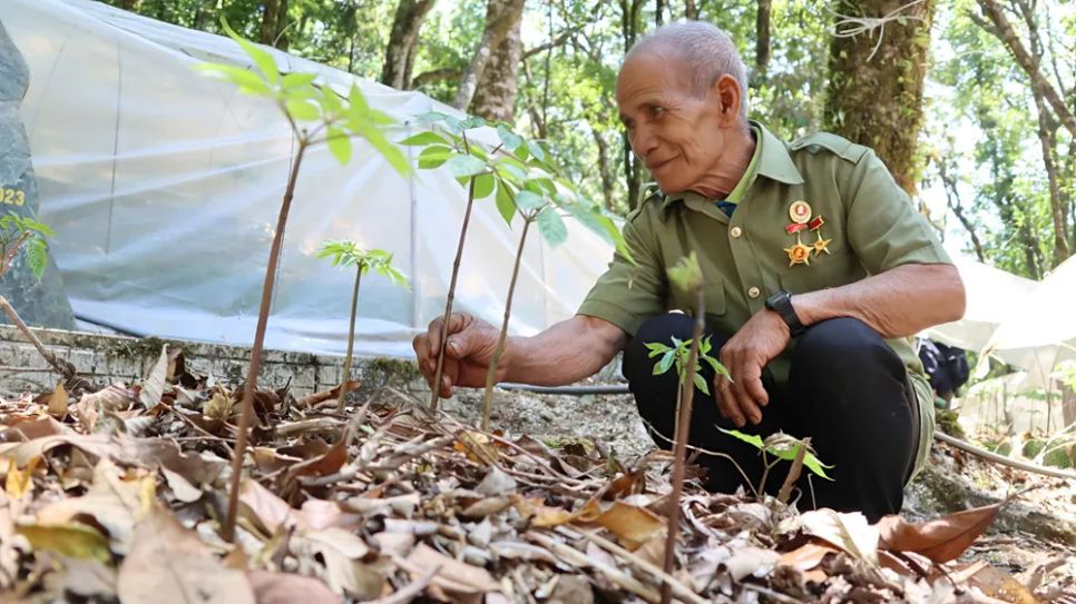 Những cây sâm Ngọc Linh đã lên lá sau thời gian ngủ đông. Ảnh: HỮU PHÚC Những cây sâm Ngọc Linh đã lên lá sau thời gian ngủ đông. Ảnh: HỮU PHÚC