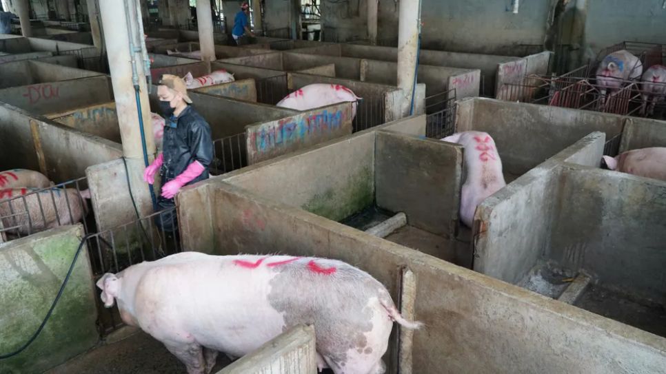 Giá heo hơi tiếp tục tăng, Vĩnh Long lên 69.000 đồng/kg Giá heo hơi tiếp tục tăng, Vĩnh Long lên 69.000 đồng/kg