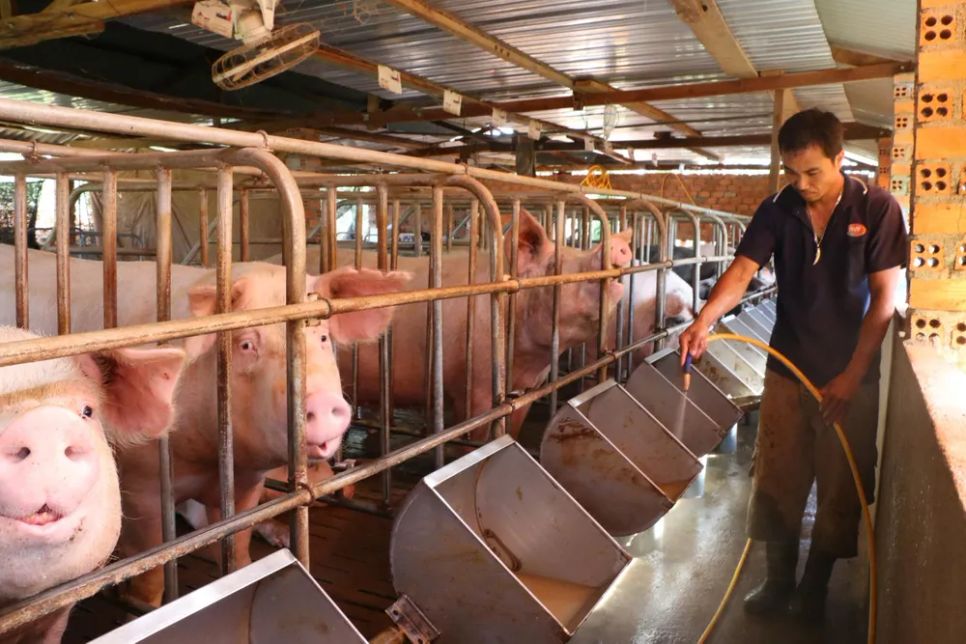 Nuôi heo tập trung tại xã Cửu An (tỉnh Gia Lai) Nuôi heo tập trung tại xã Cửu An (tỉnh Gia Lai)