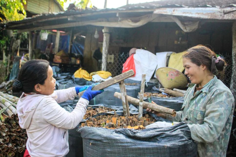 Cây quế là nguồn sinh kế quan trọng giúp người Cor thoát nghèo. Ảnh: NGUYỄN TRANG